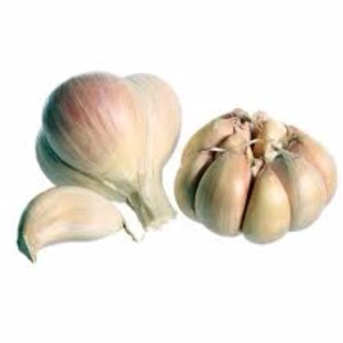 Dried garlic with plant