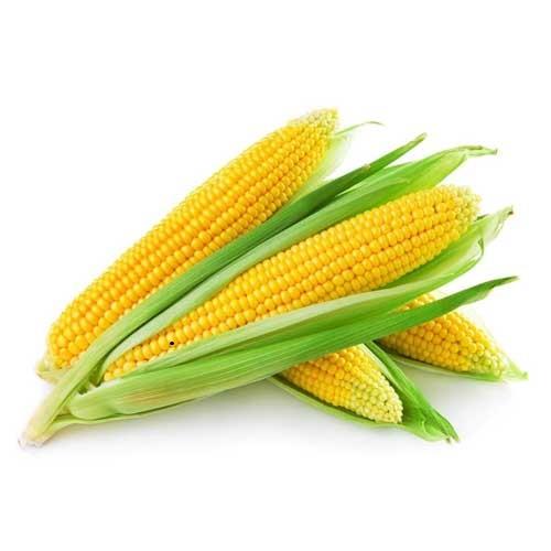 Iranian corn