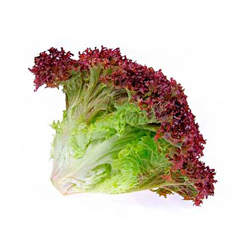 French purple lettuce