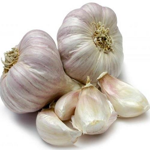 Premium dried garlic with plant