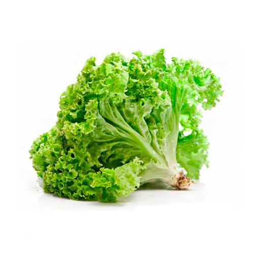 French green lettuce