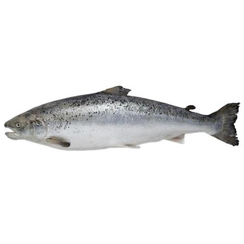 Full stomach fresh trout fish 400-350g