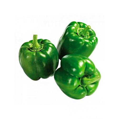 Medium size green bell pepper
