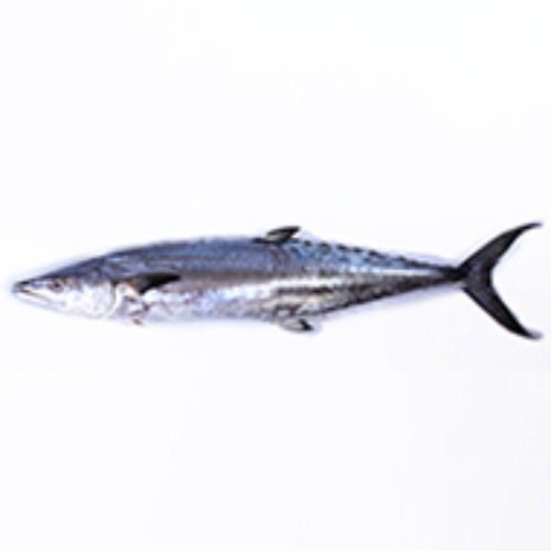 Bay Narrow-barred Spanish mackerel 