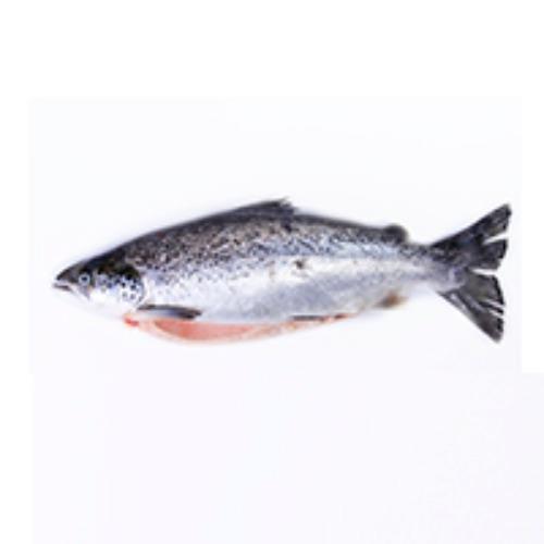 Norwegian salmon fish