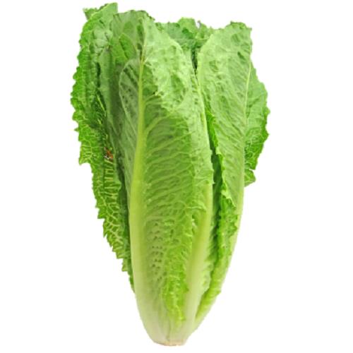 Formal lettuce